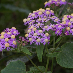 Pericallis steetzii